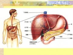 注意：8种不良习惯会损伤肝脏