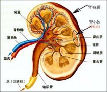 警惕：身体发出的肾虚信号